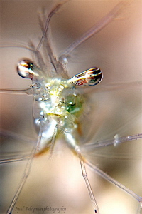 "Shrimp Portrait" by Iyad Suleyman 